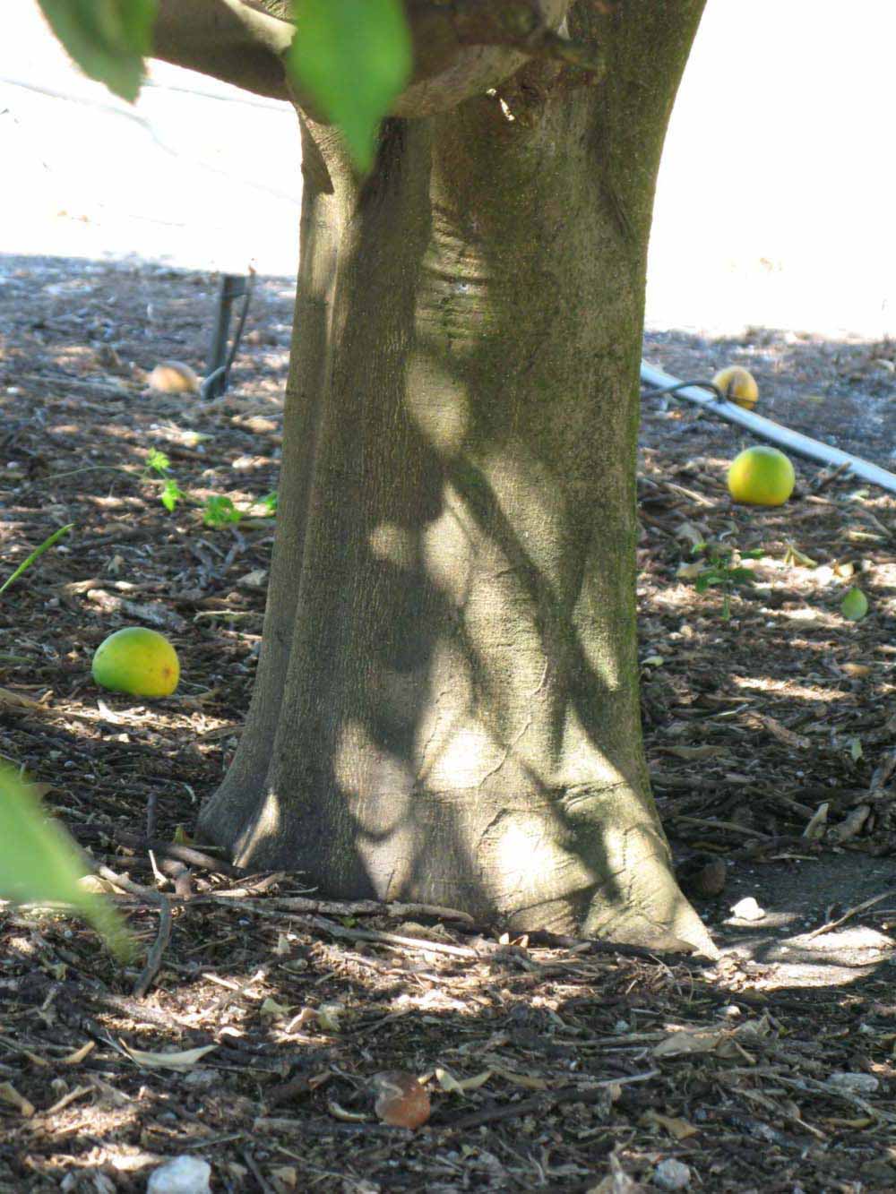              Bark (Winter Haven, FL)       